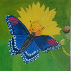 2015 Butterfly on Sunflower