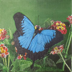 2016 Blue Butterfly
